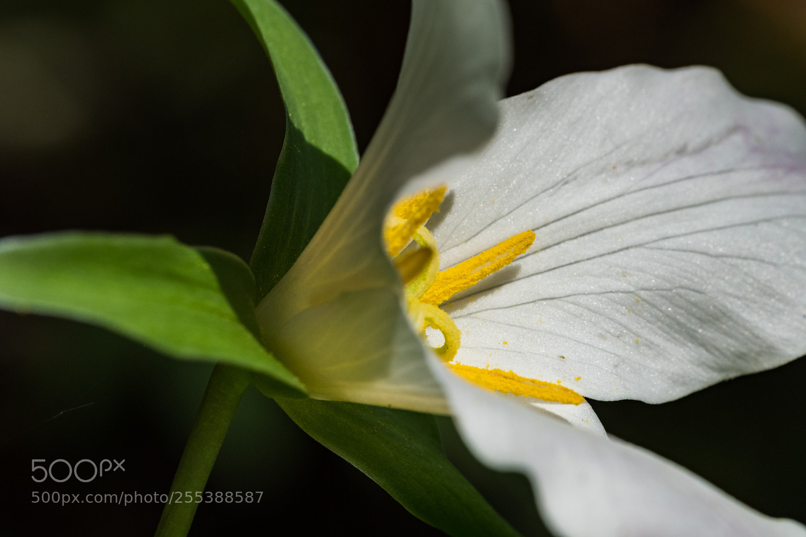 Fujifilm X-T20 sample photo. Trillium bloom photography