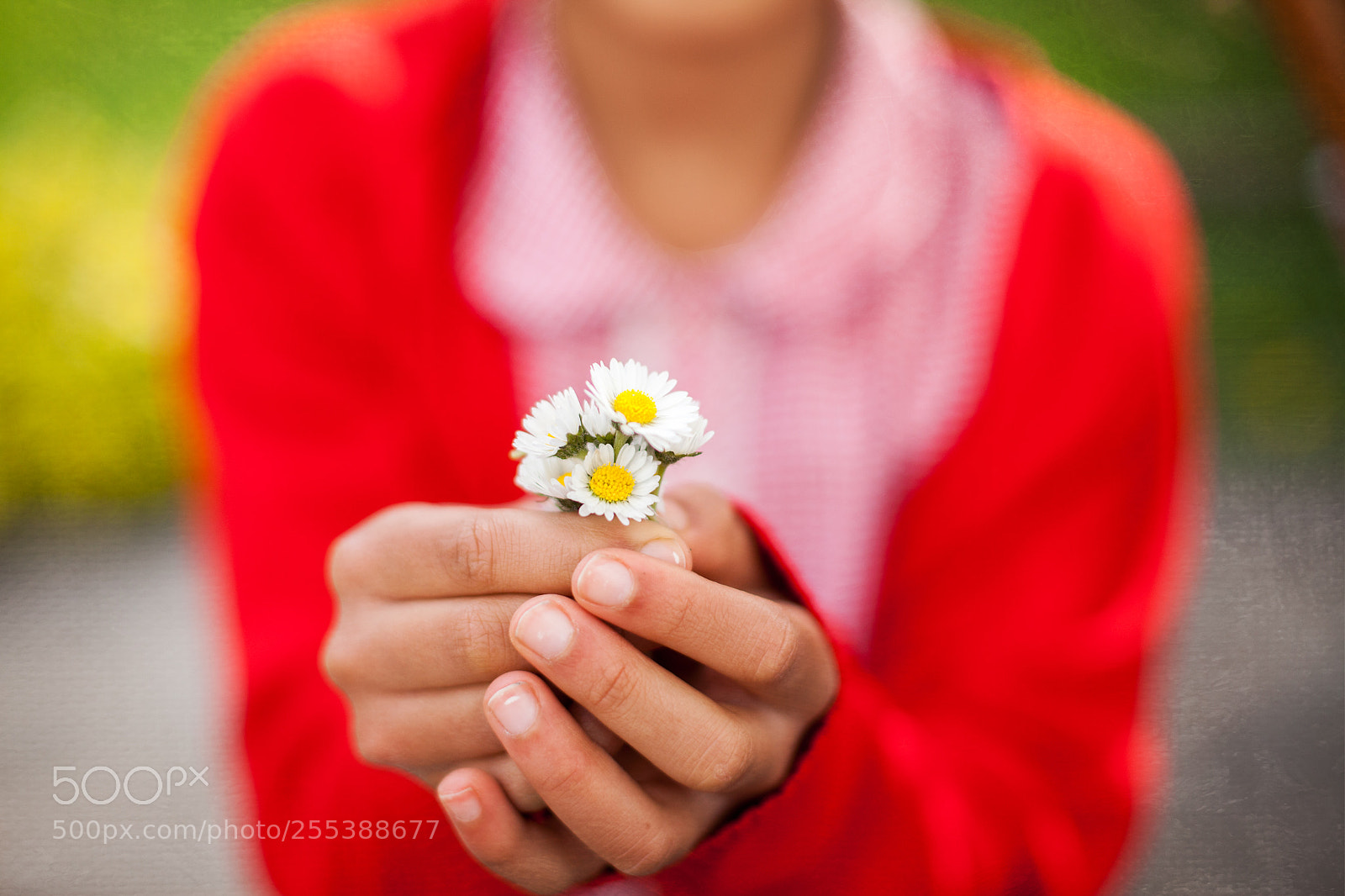 Canon EOS 5D Mark II sample photo. Freshly picked photography