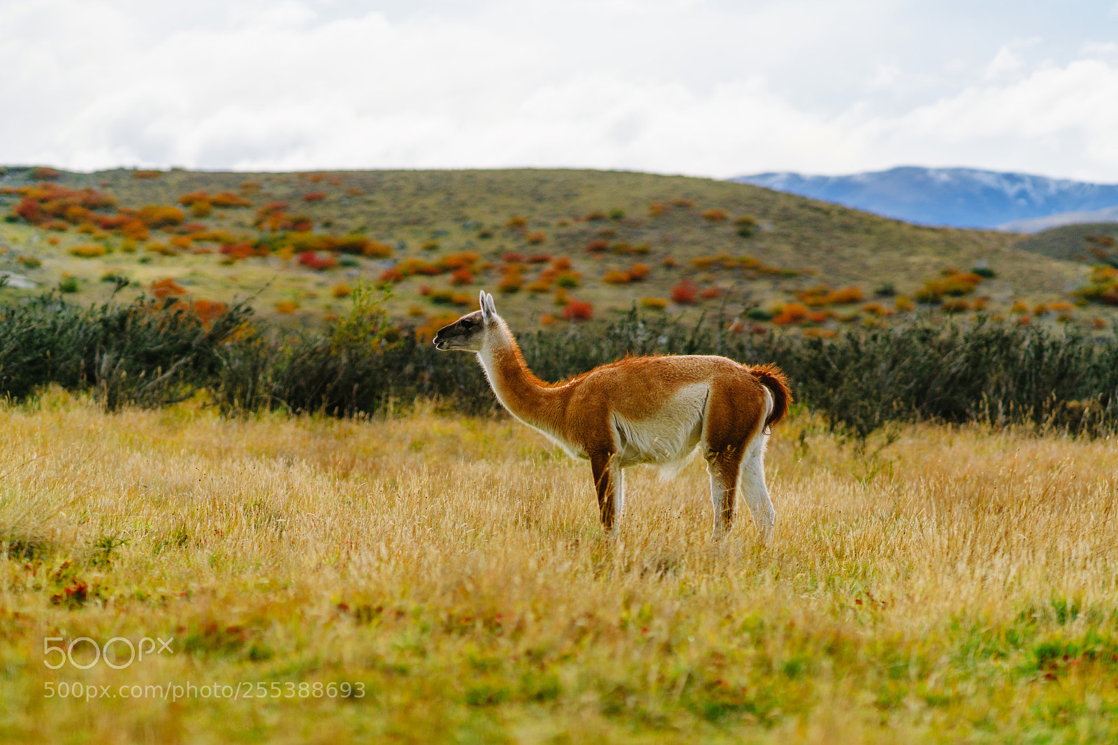 Sony a7R II sample photo. Guanaco in the torres photography