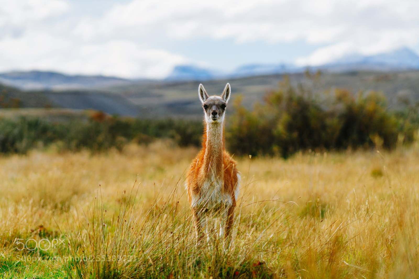 Sony a7R II sample photo. Guanaco in the torres photography