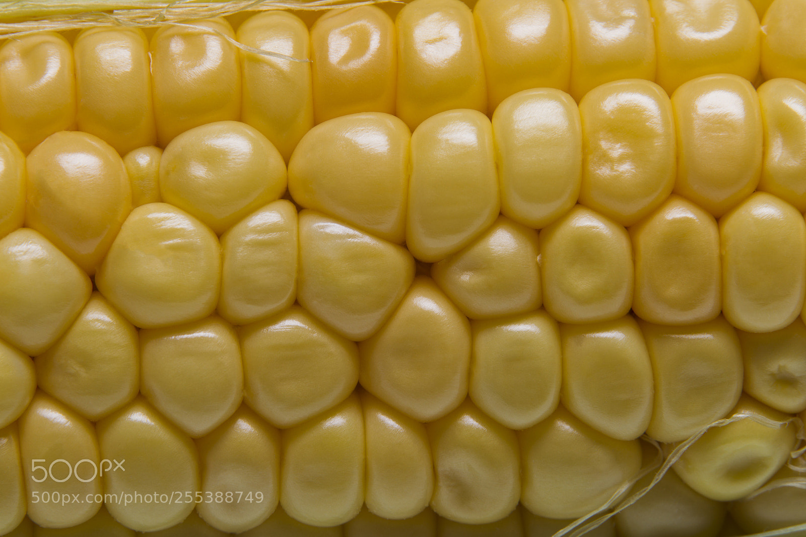 Canon EOS-1D Mark IV sample photo. Grains of corn cob photography