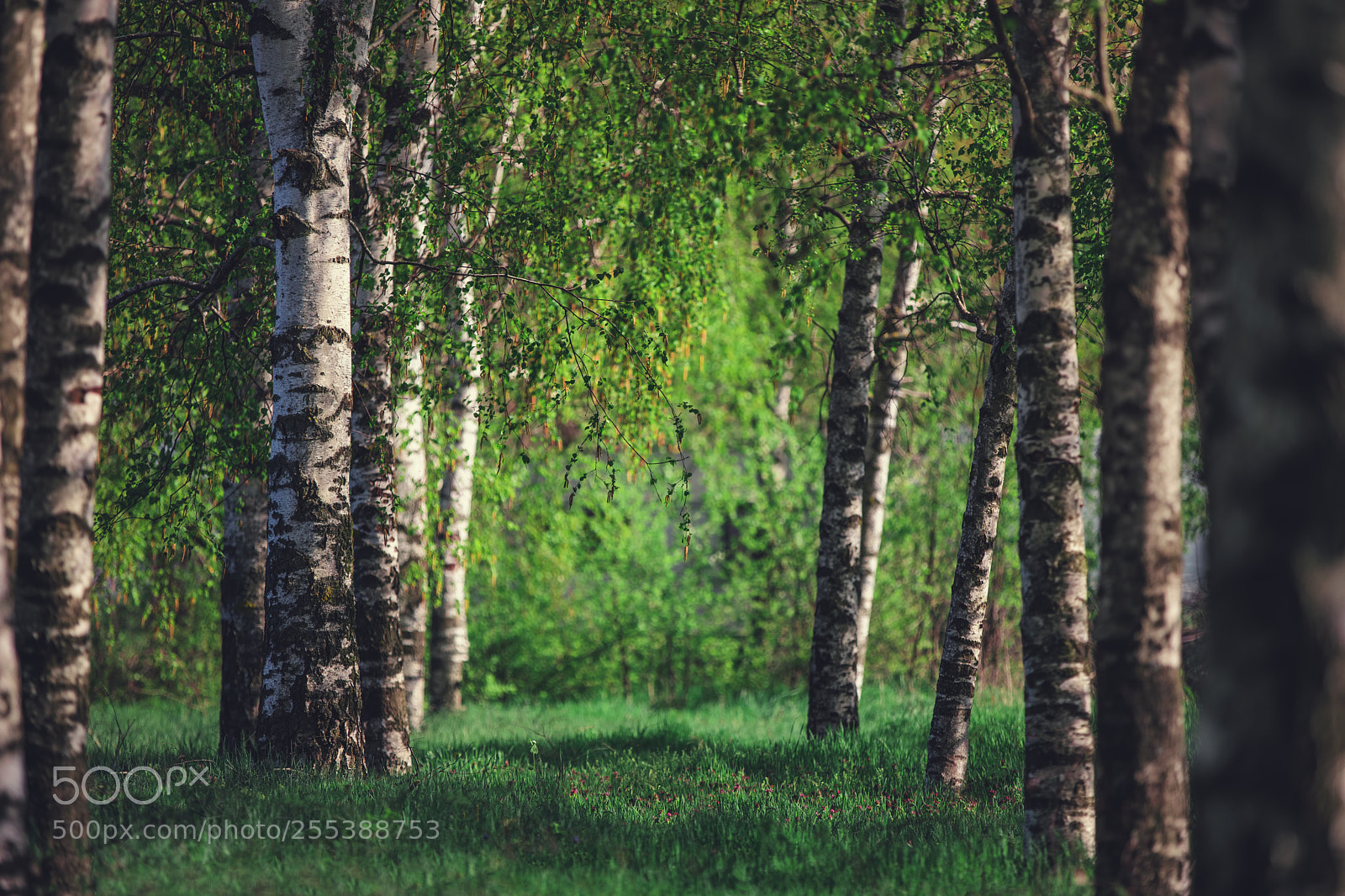 Canon EOS 5D Mark IV sample photo. Spring forest landscape with photography