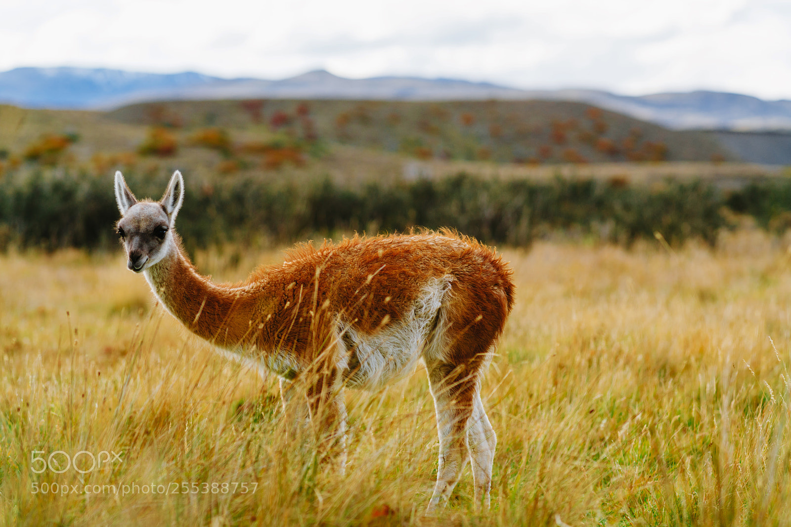 Sony a7R II sample photo. Guanaco in the torres photography