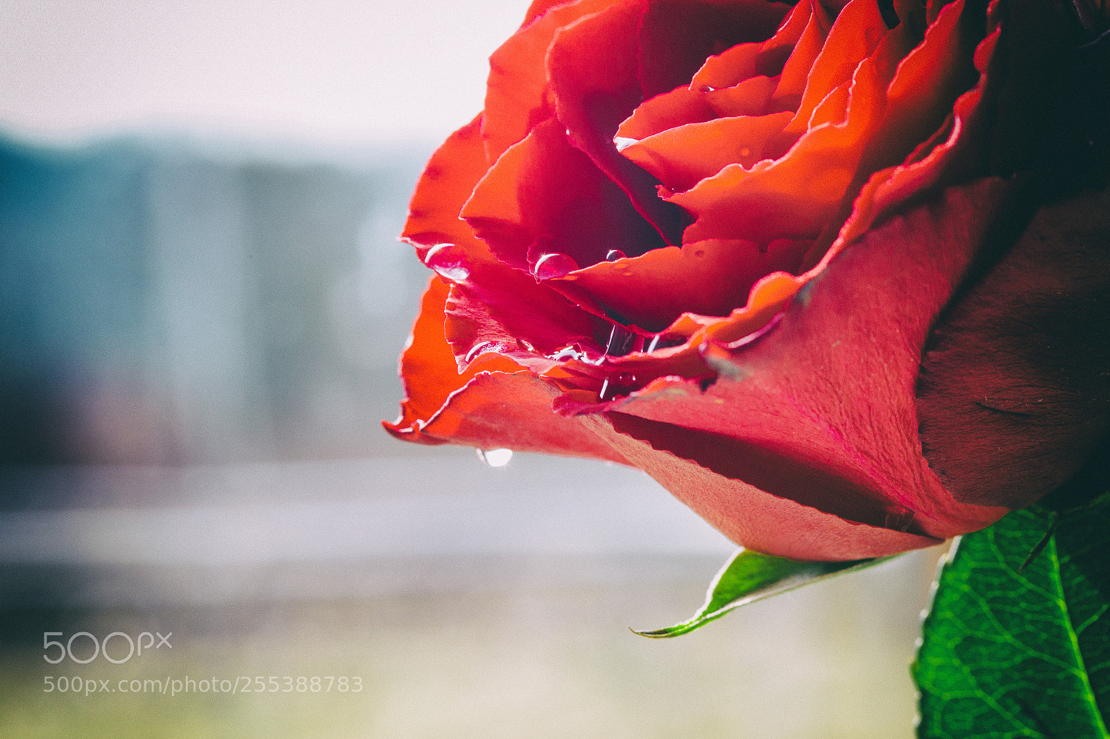 Canon EOS 6D sample photo. Good morning.... photography