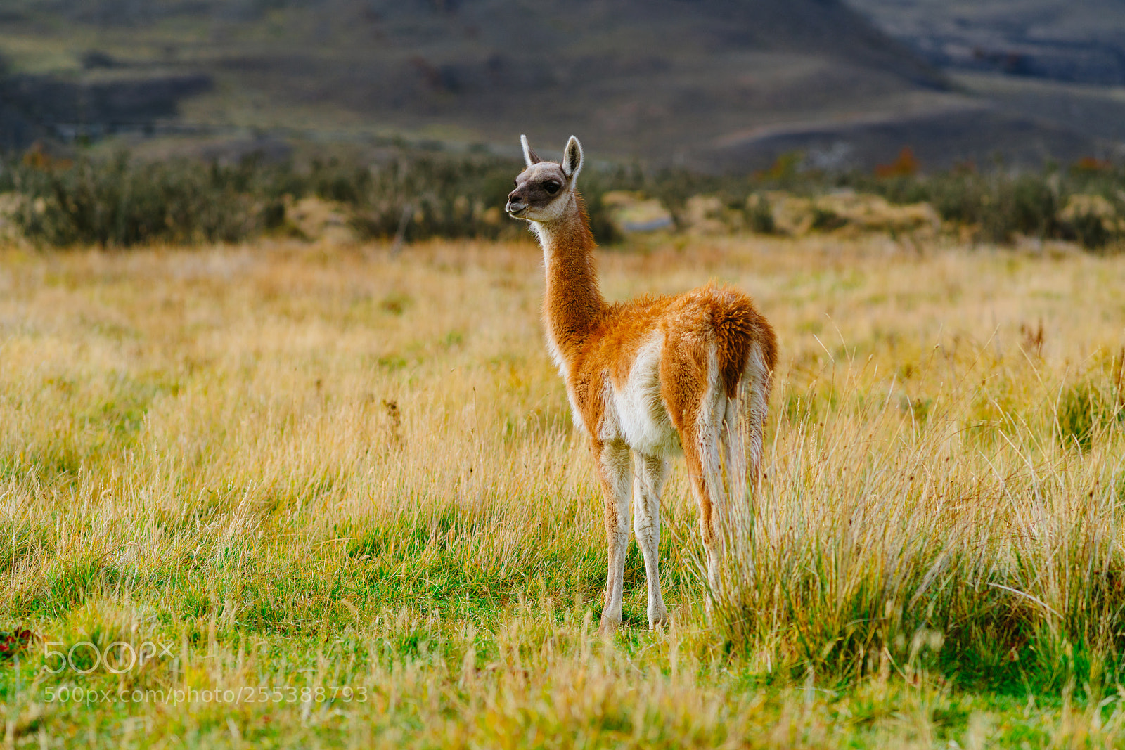 Sony a7R II sample photo. Guanaco in the torres photography