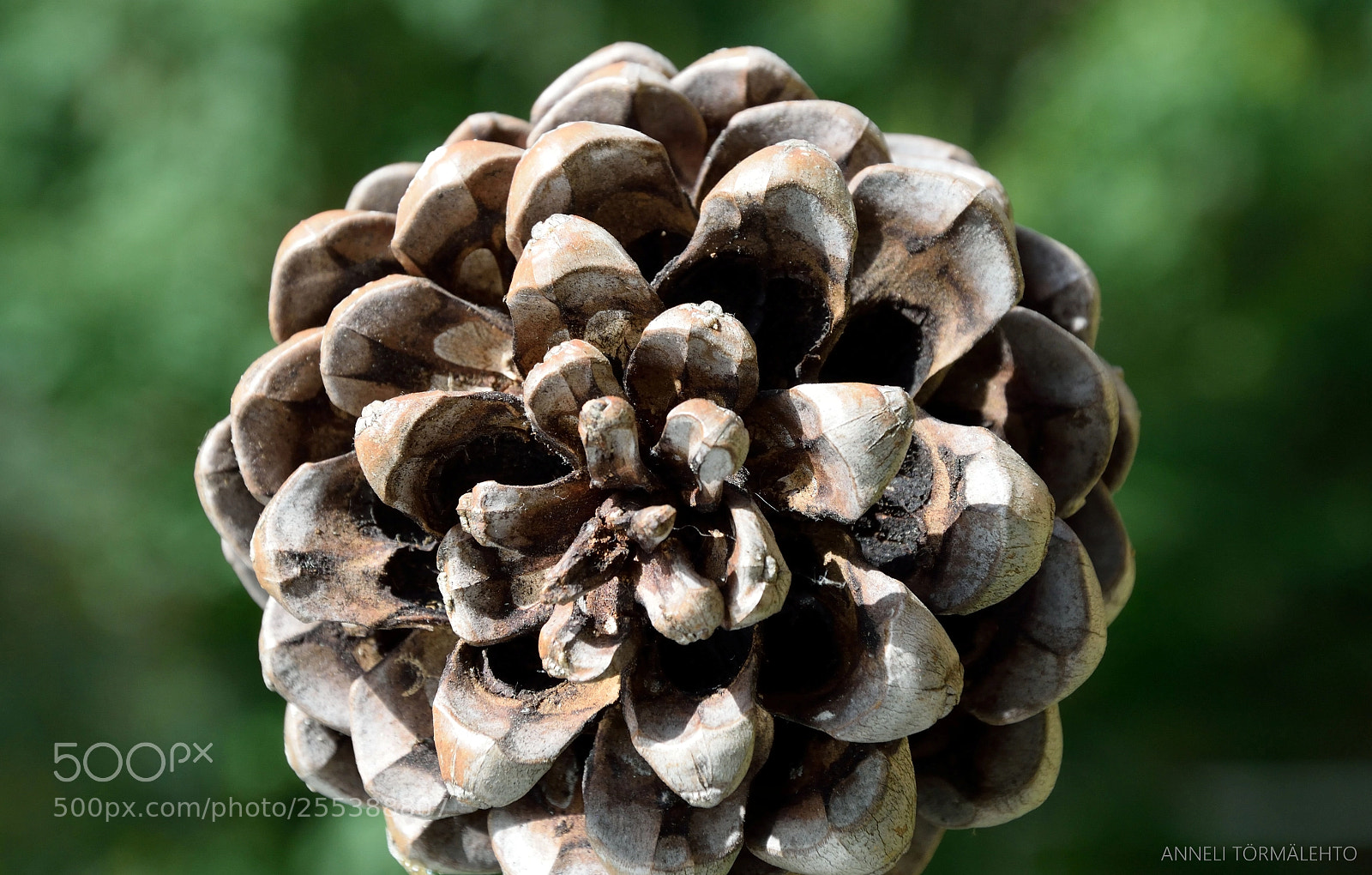 Nikon D5300 sample photo. The cone photography