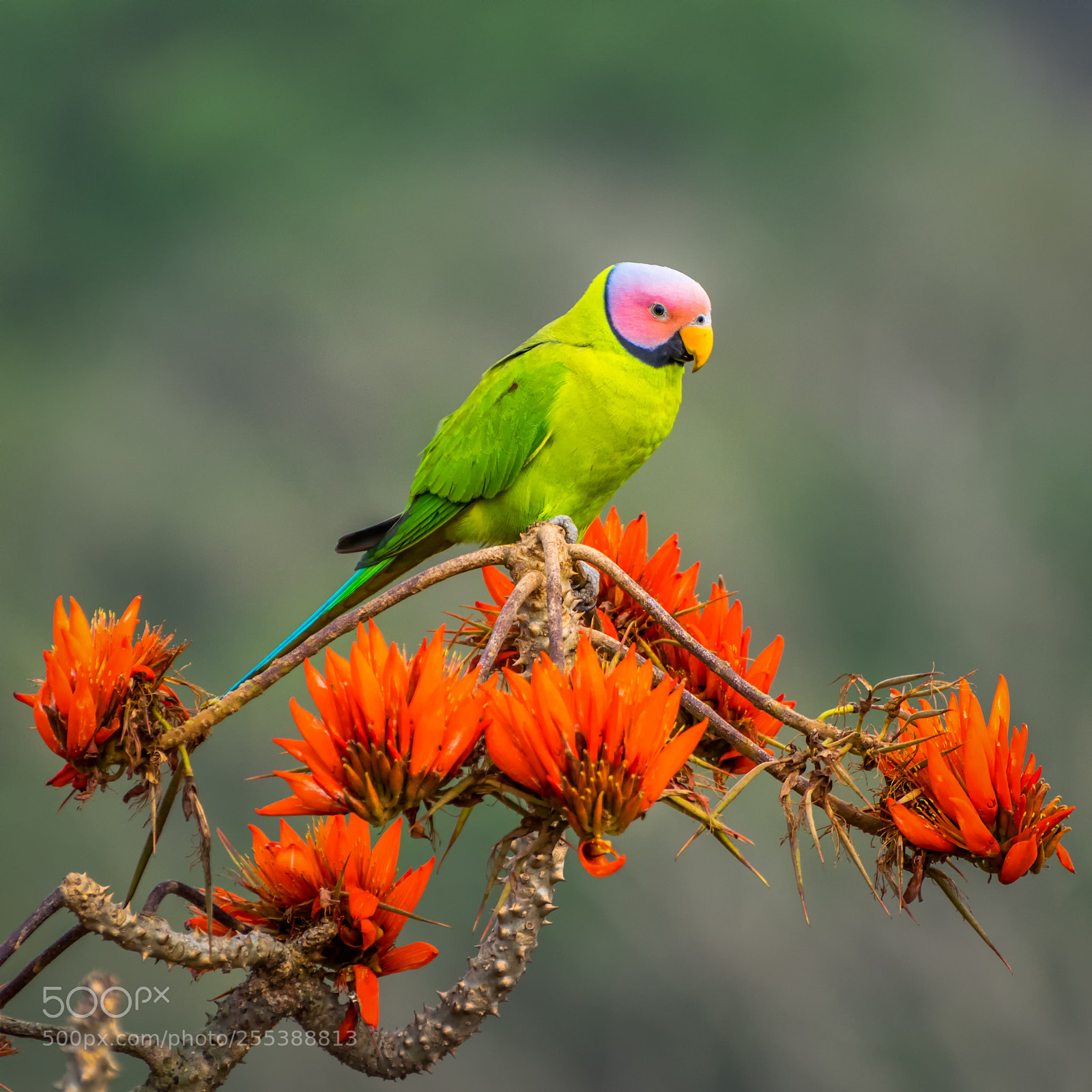Nikon D5300 sample photo. Blossom headed parakeet photography