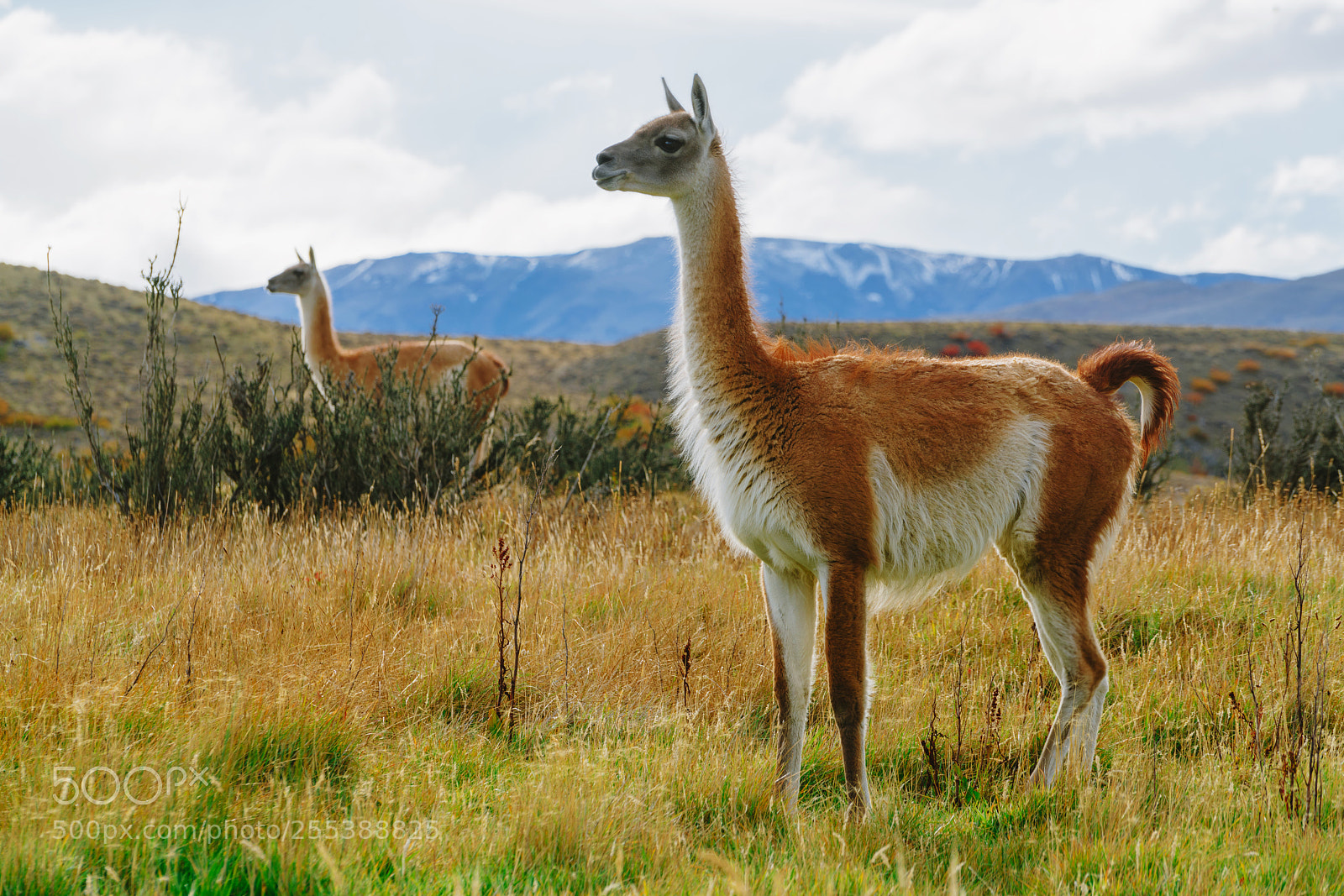 Sony a7R II sample photo. Guanaco in the torres photography