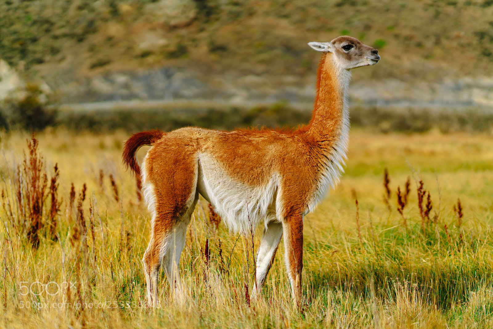 Sony a7R II sample photo. Guanaco in the torres photography