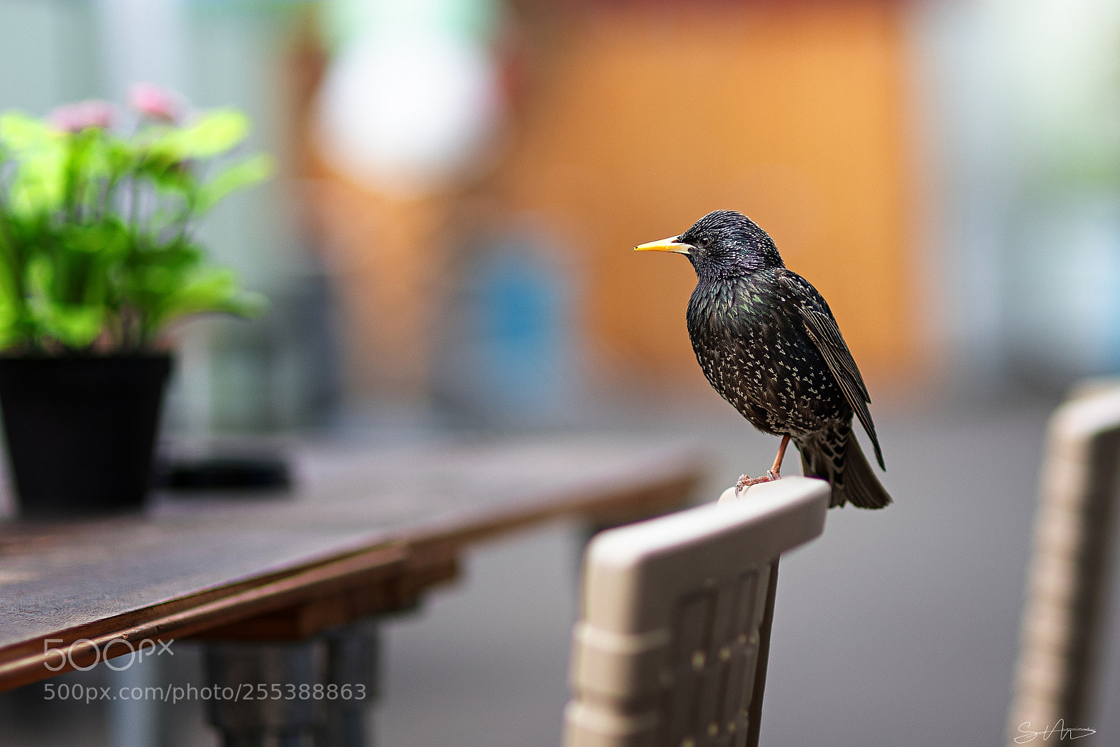 Canon EOS 5D Mark IV sample photo. Howth nature photography