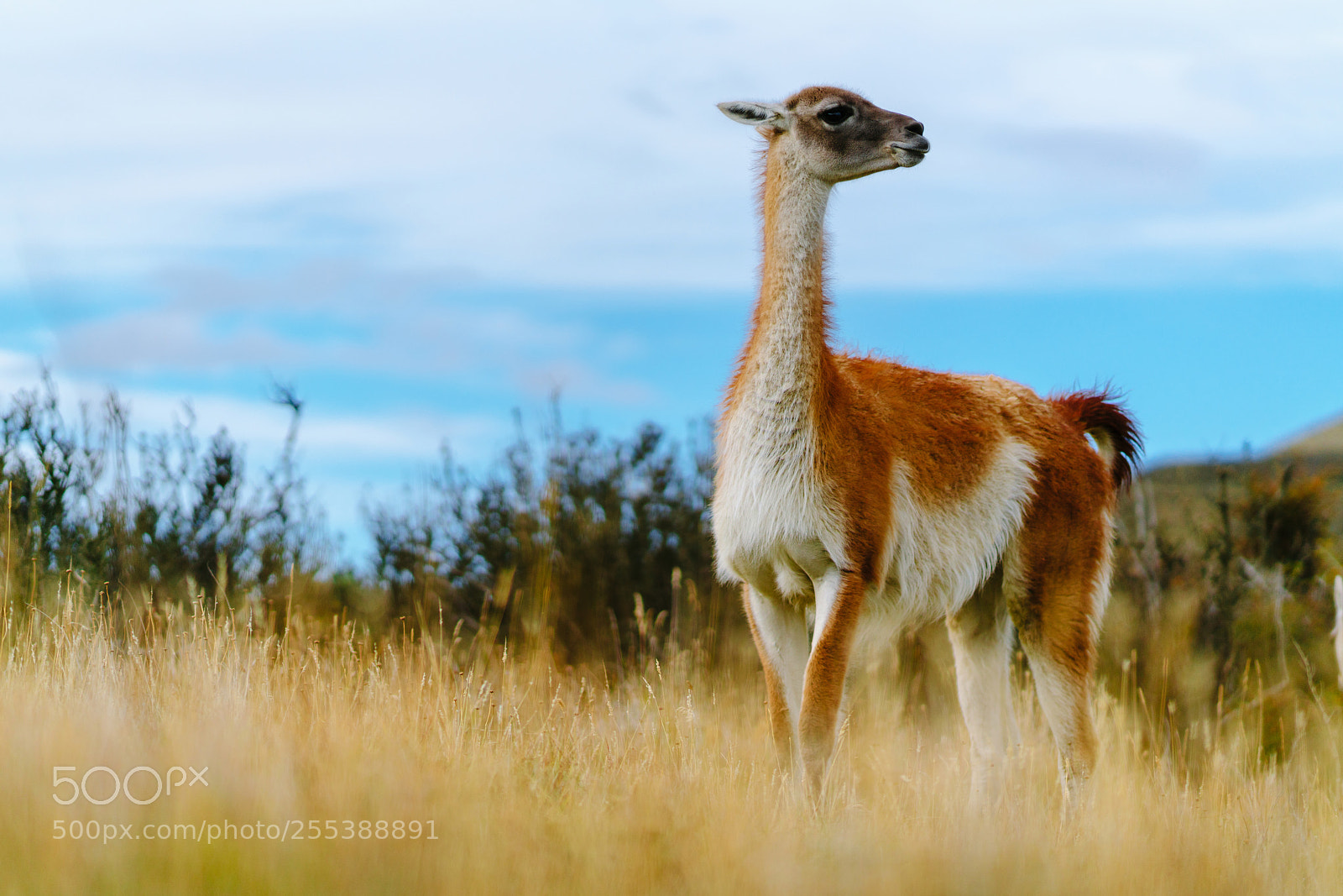 Sony a7R II sample photo. Guanaco in the torres photography