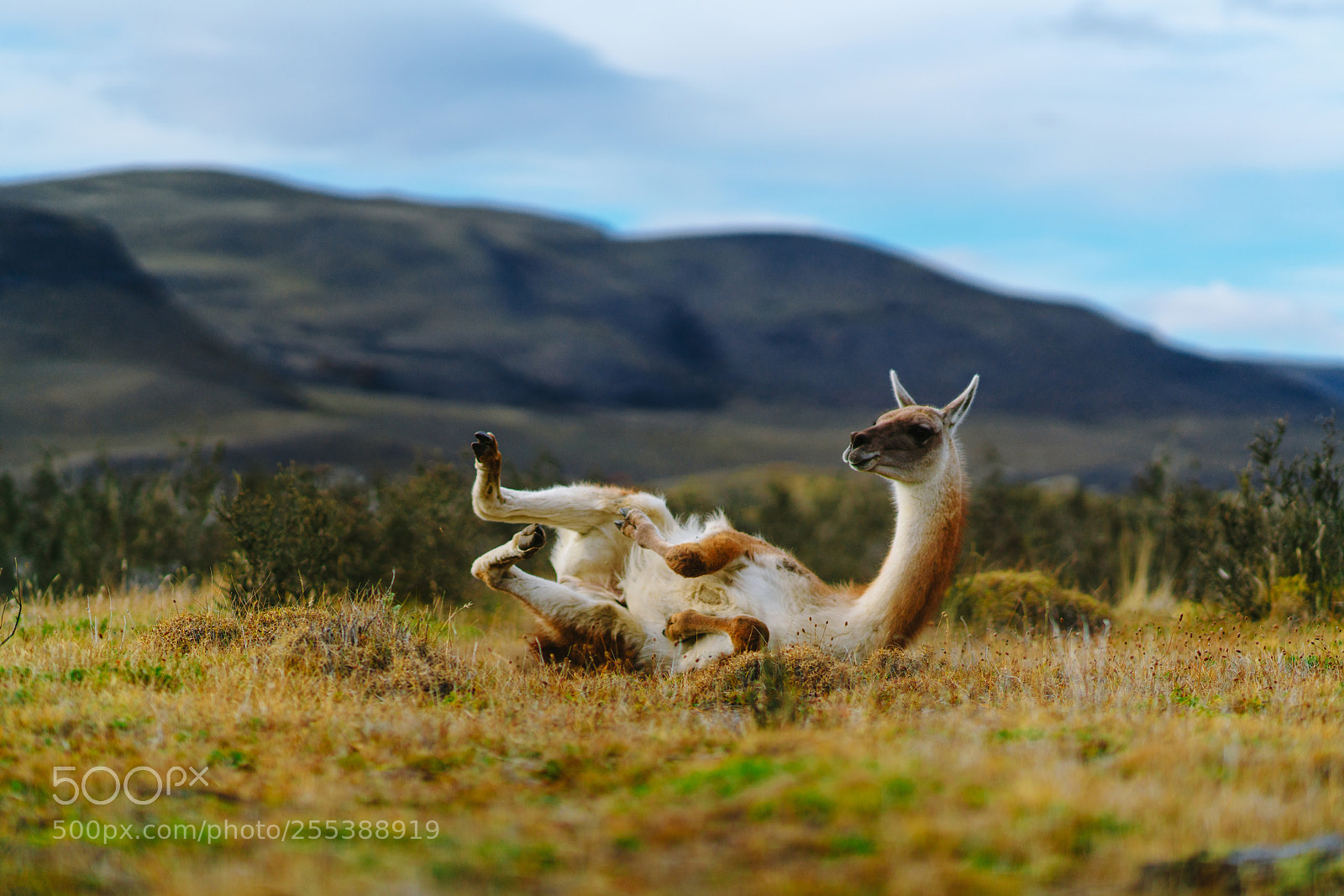 Sony a7R II sample photo. Guanaco in the torres photography