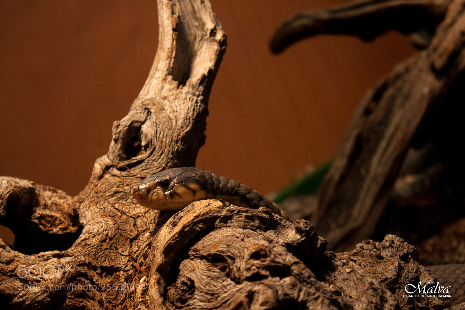 Canon EOS 40D sample photo. Naja annulifera photography