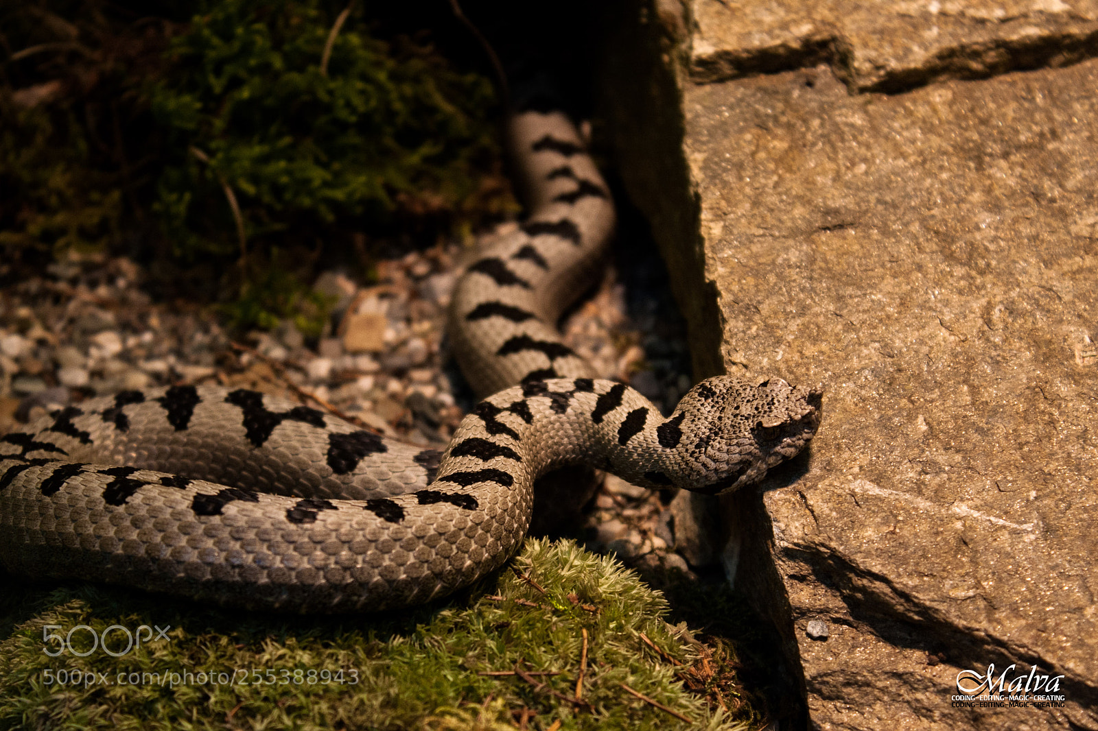 Canon EOS 40D sample photo. Vipera transcaucasiana photography
