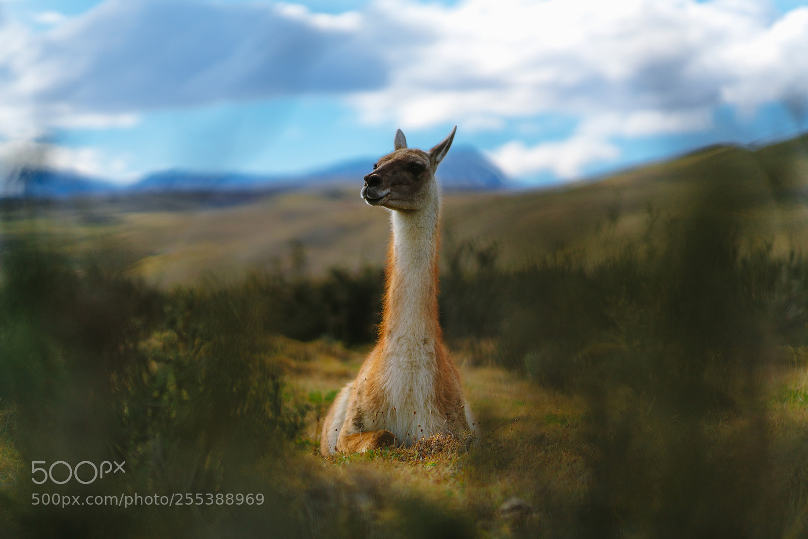 Sony a7R II sample photo. Guanaco in the torres photography
