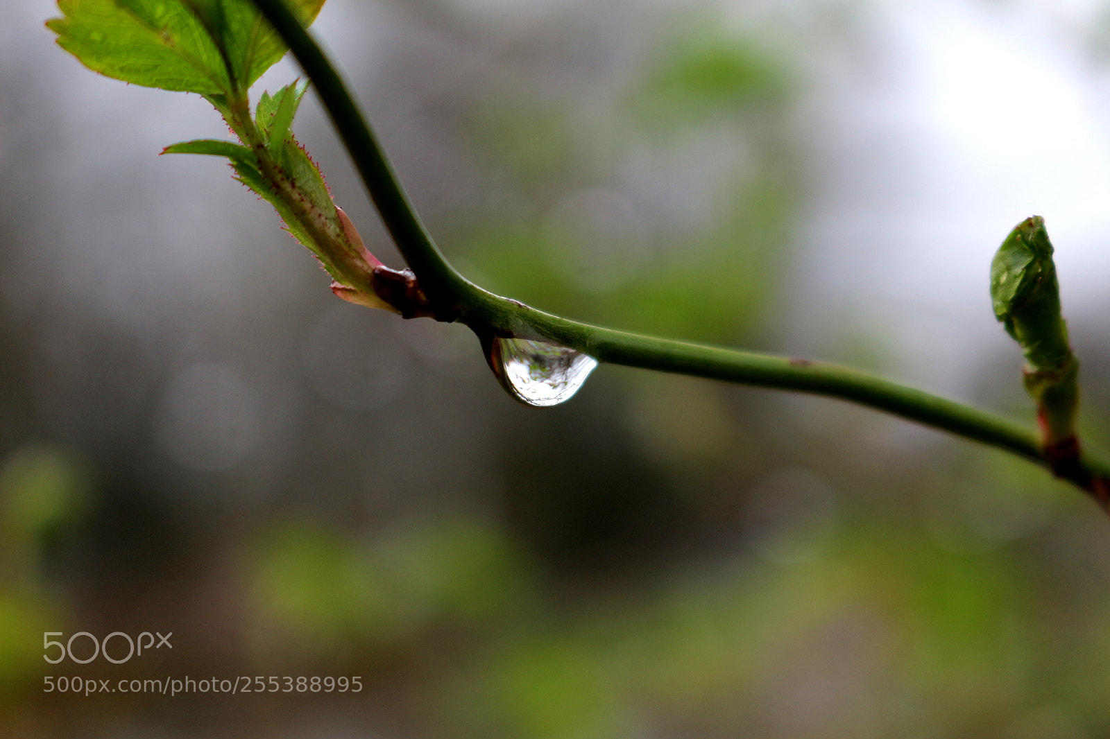 Canon EOS 100D (EOS Rebel SL1 / EOS Kiss X7) sample photo. The last raindrop photography