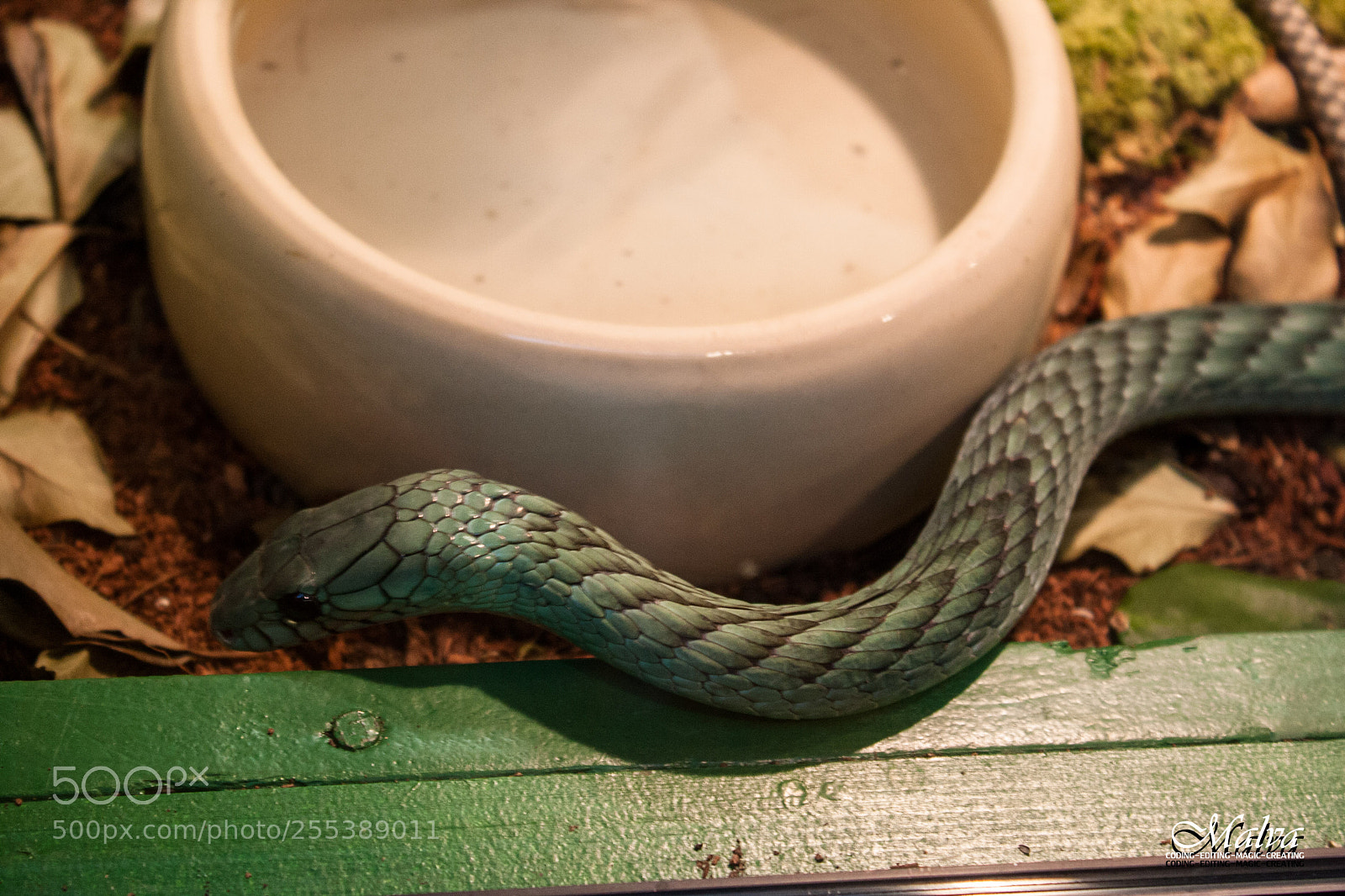 Canon EOS 40D sample photo. Dendroaspis virdis photography