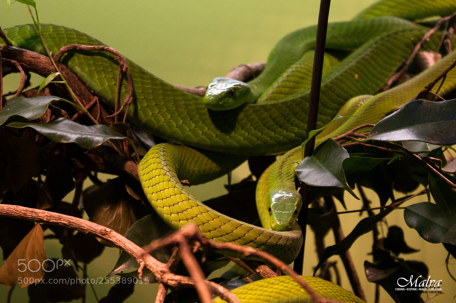 Canon EOS 40D sample photo. Dendroaspis angusticeps photography