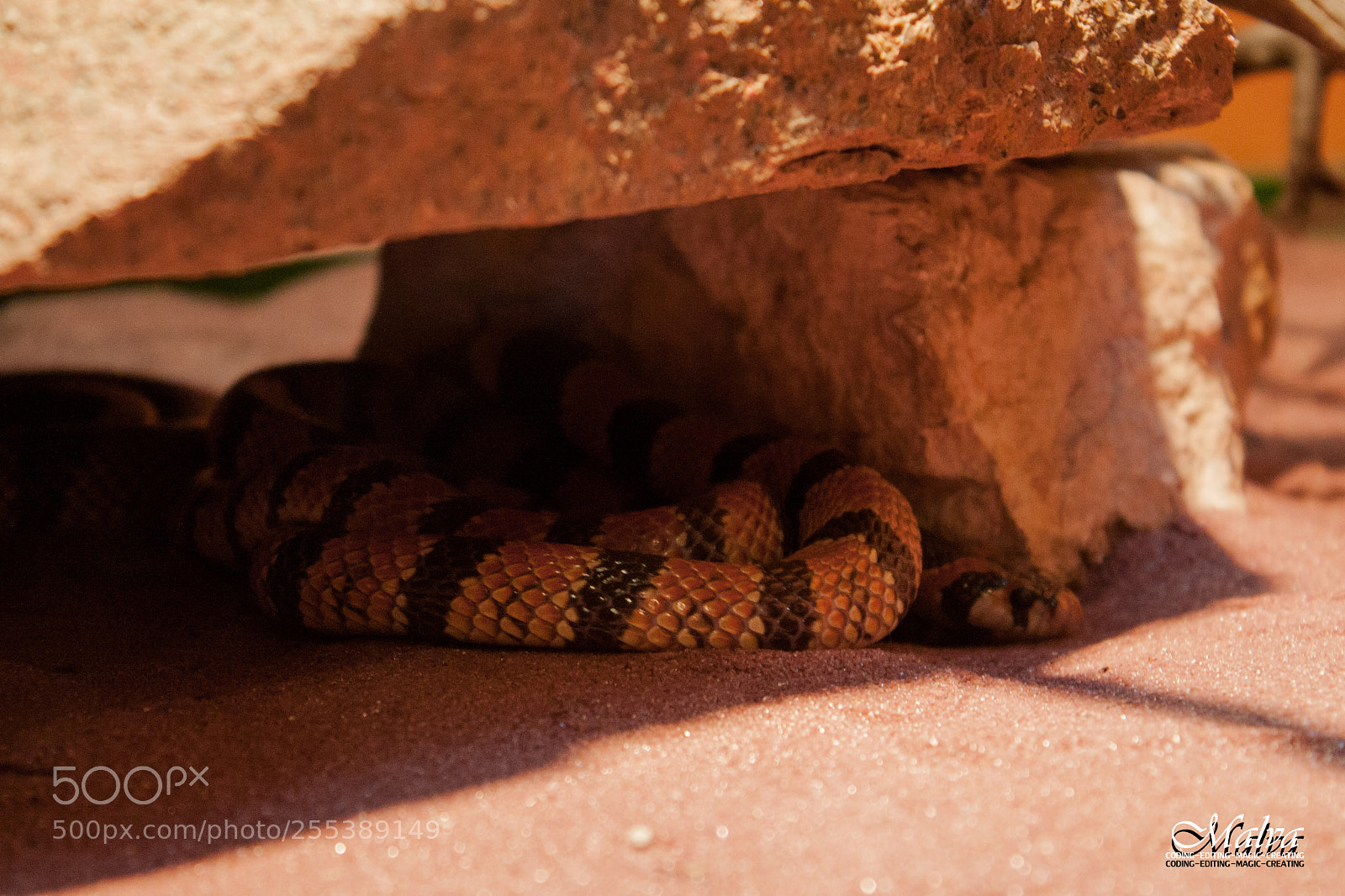 Canon EOS 40D sample photo. Aspidelaps lubricus photography