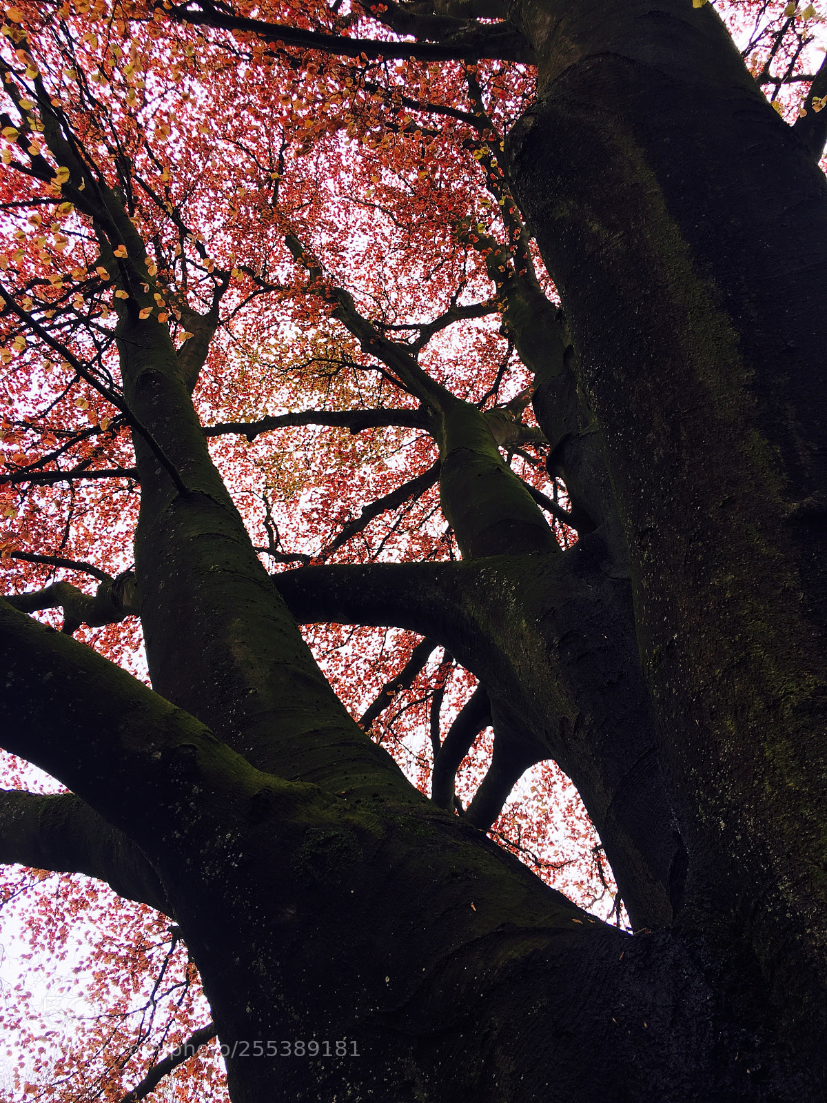 Apple iPhone 6s sample photo. Old tree in the photography