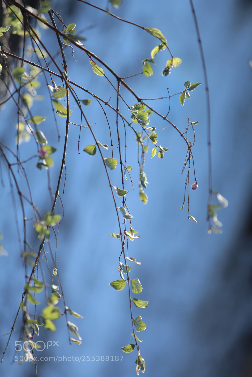 Canon EOS 650D (EOS Rebel T4i / EOS Kiss X6i) sample photo. Image photography