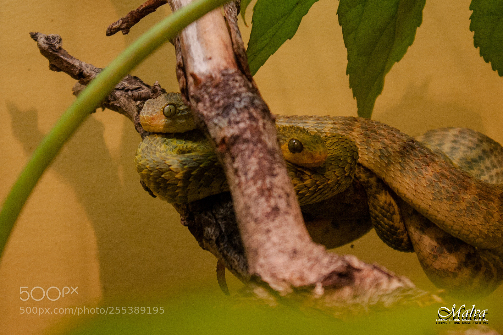 Canon EOS 40D sample photo. Atheris squamigera photography