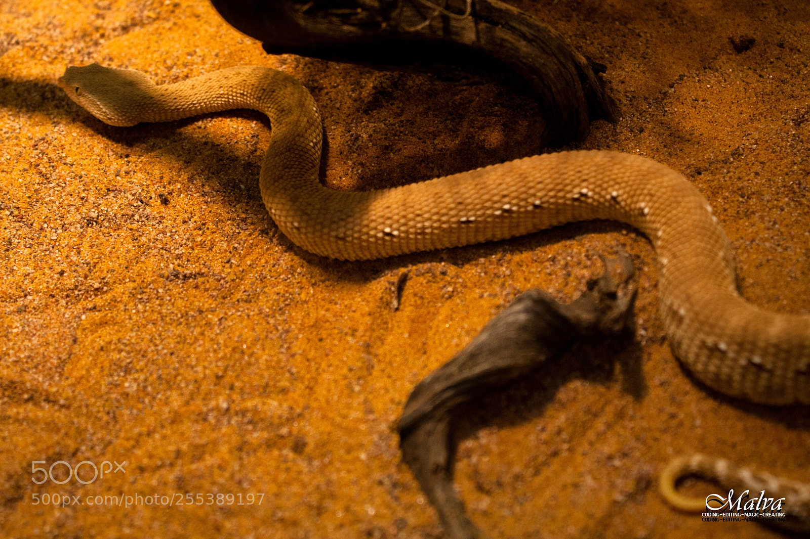 Canon EOS 40D sample photo. Eristicophis macmahoni photography