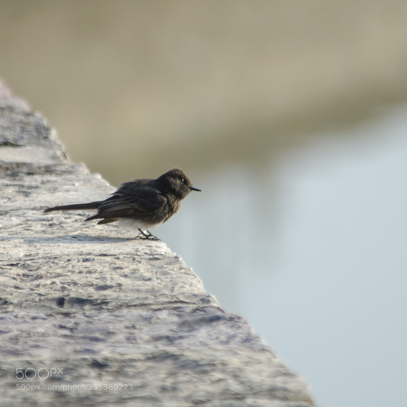 Nikon D7000 sample photo. Untitled photography