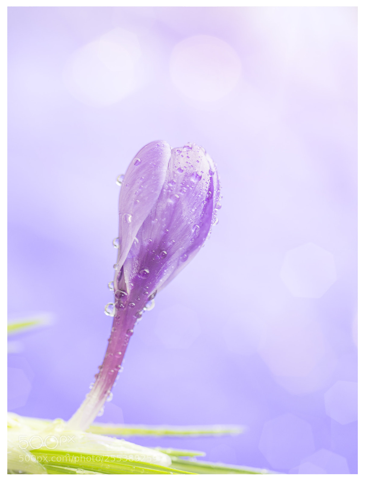 Canon EOS 6D sample photo. Spring is here  :) photography
