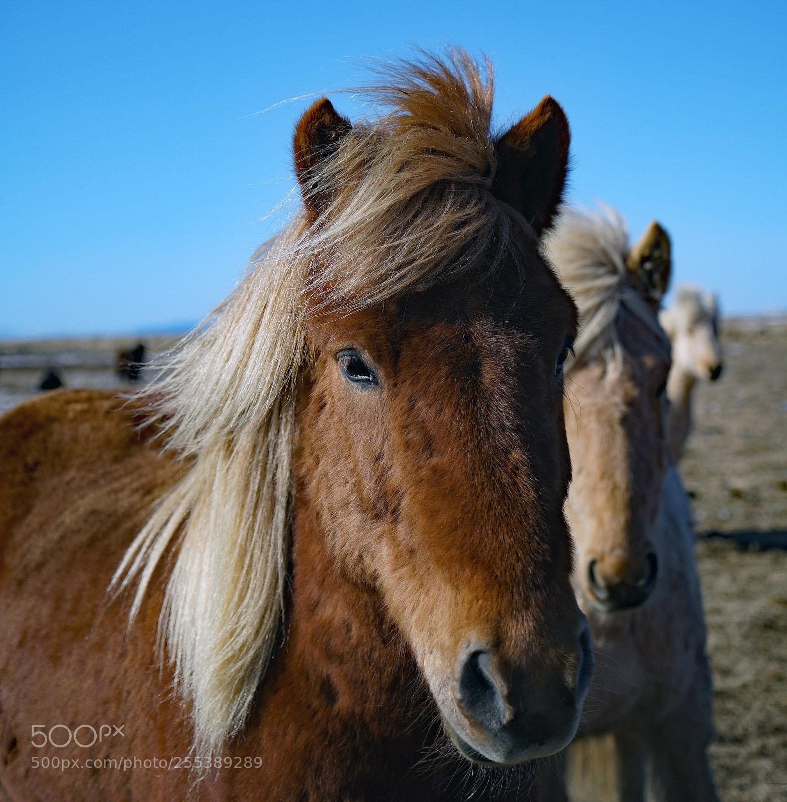 Sony a7 sample photo. Horses, iceland photography