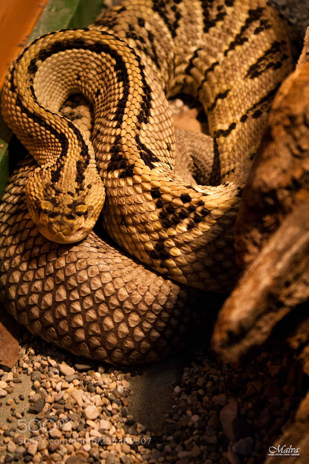 Canon EOS 40D sample photo. Crotalus culminatus photography