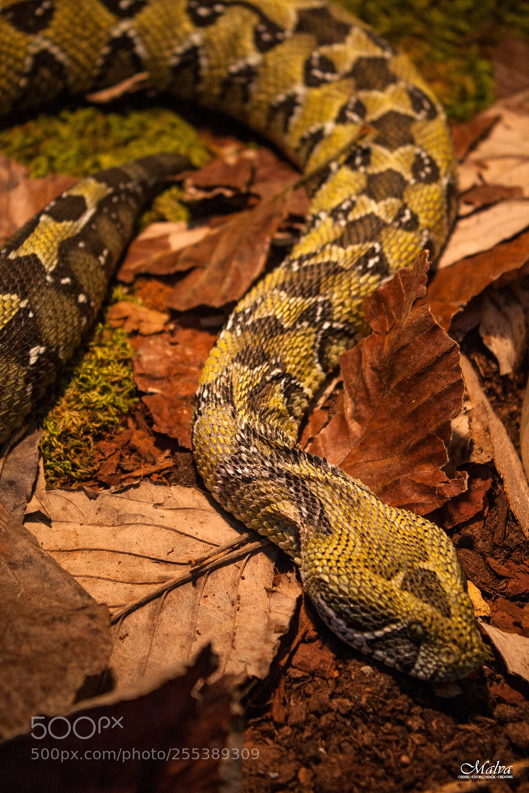 Canon EOS 40D sample photo. Bitis parviocula photography