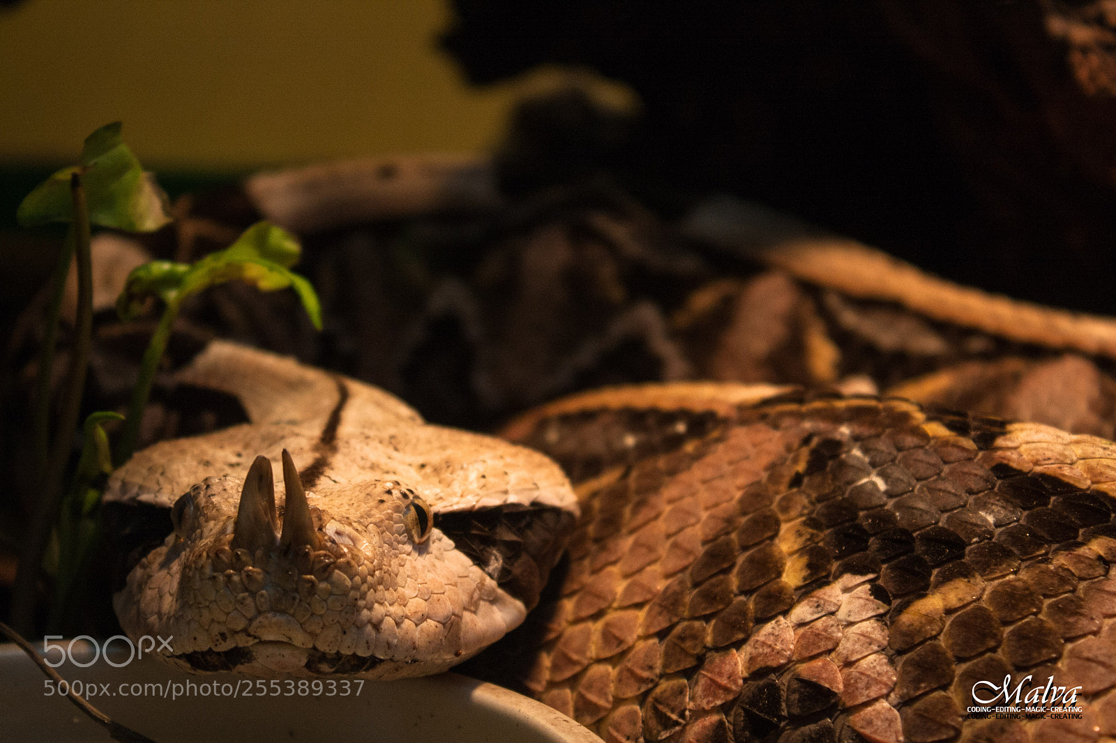 Canon EOS 40D sample photo. Bitis rhinoceros photography