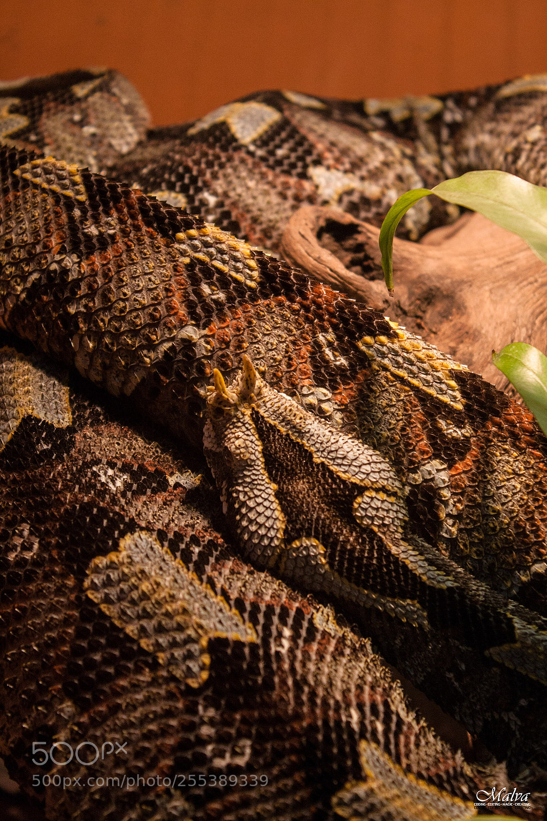 Canon EOS 40D sample photo. Bitis nasicornis photography