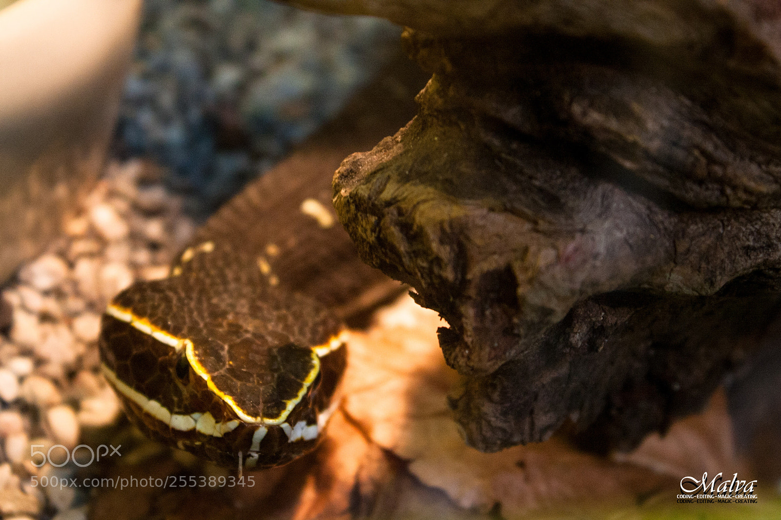 Canon EOS 40D sample photo. Agkistrodon bilineatus photography