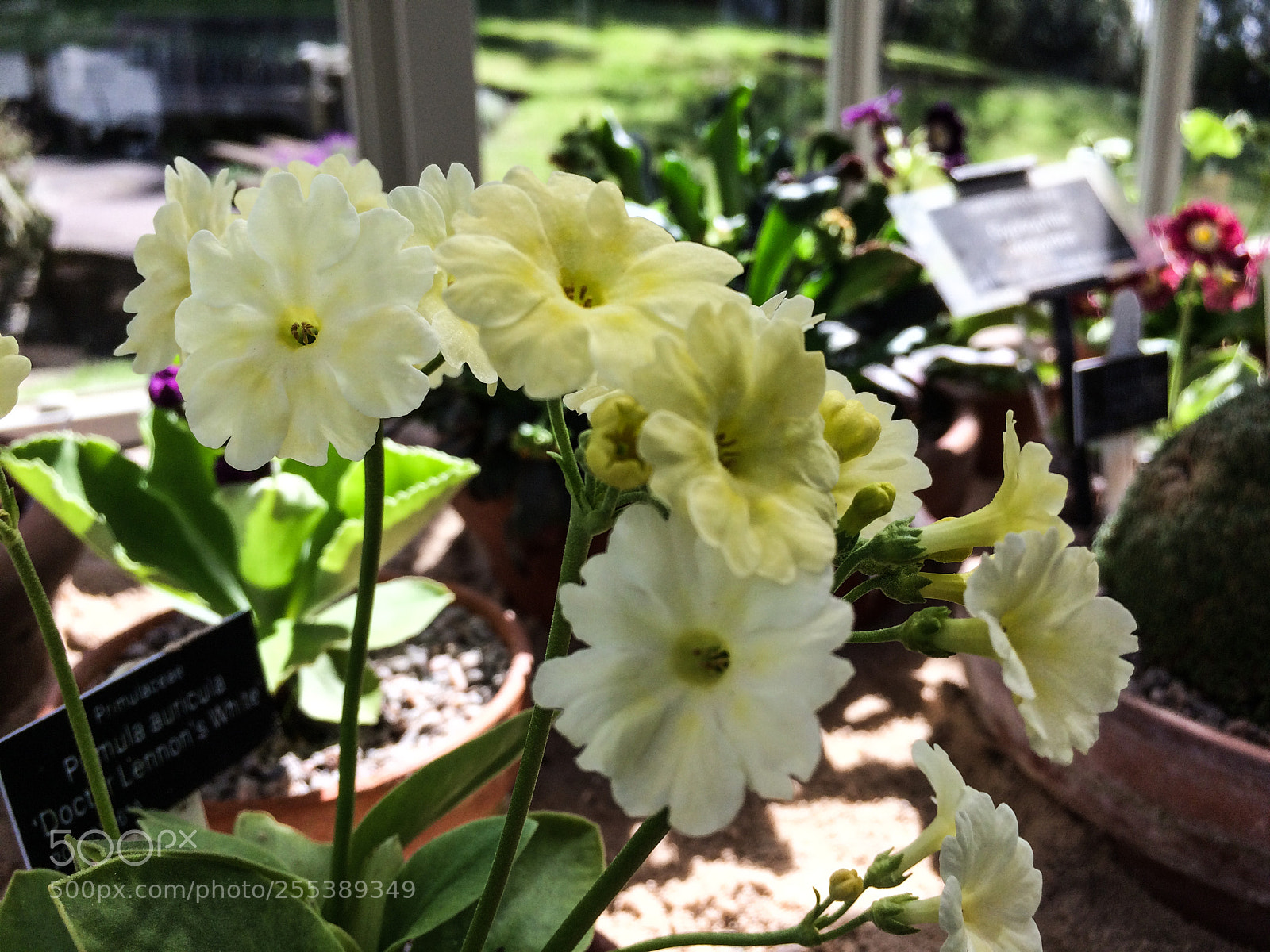 Apple iPhone 5s sample photo. Primula auricula 'doctor lennon's photography