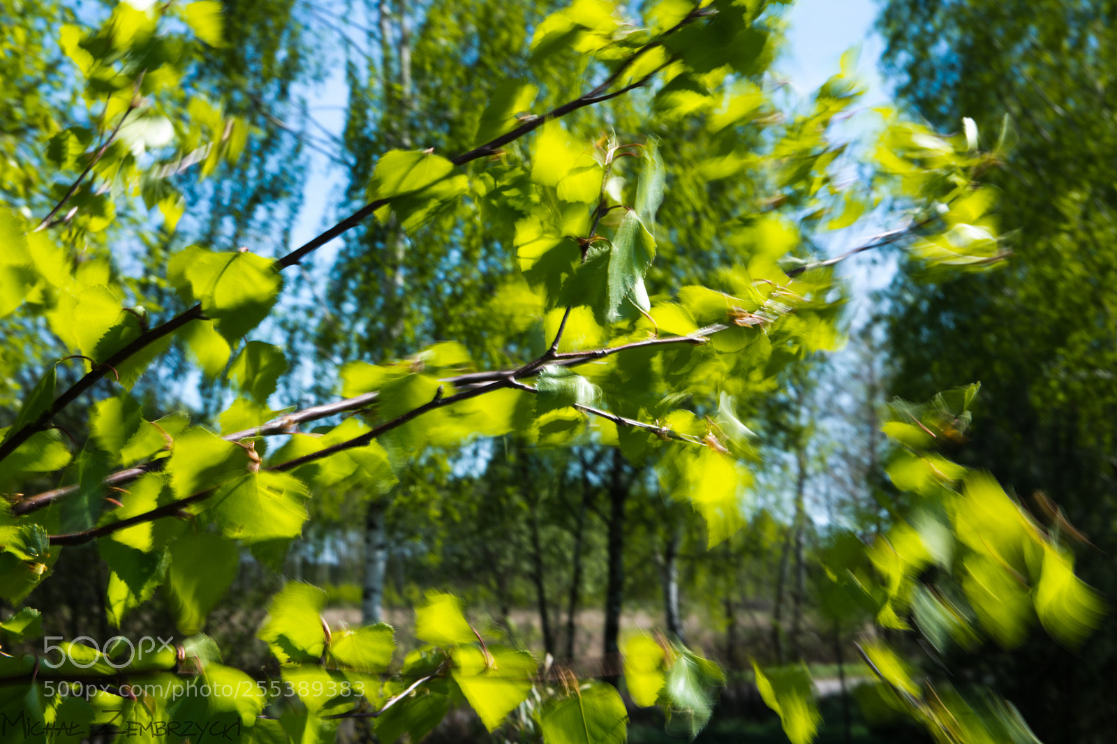 Nikon D7200 sample photo. Spring photography