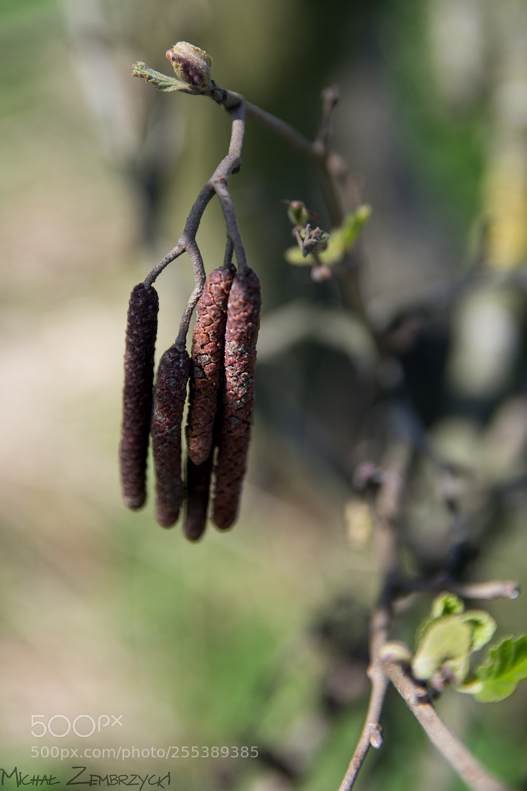 Nikon D7200 sample photo. Alder photography