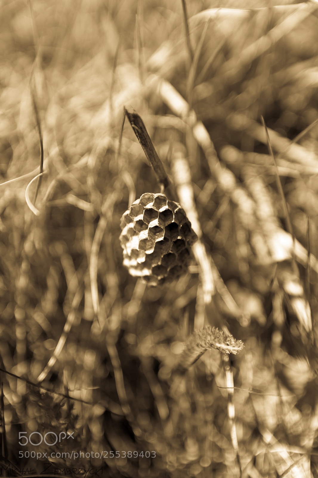 Nikon D7200 sample photo. Nest photography