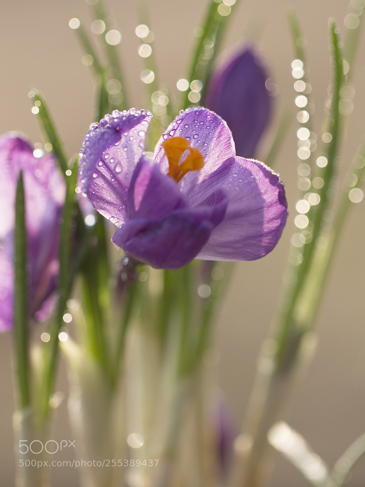 Canon EOS 6D sample photo. Shining like a star ... photography