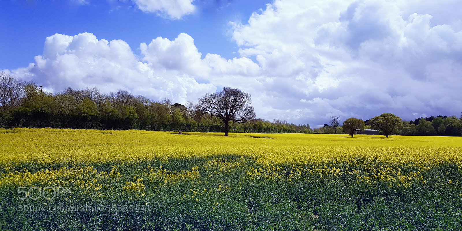 Samsung Galaxy S8 sample photo. Field of rapeseed photography