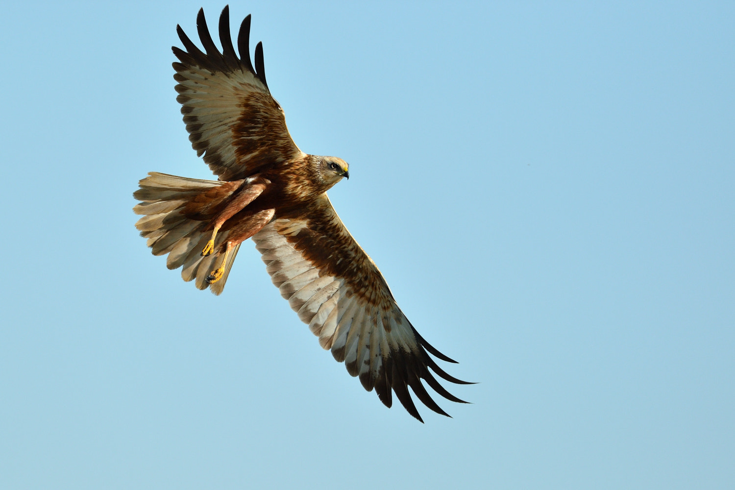 Nikon D4 + Nikon AF-S Nikkor 500mm F4G ED VR sample photo. Marsh harrier photography