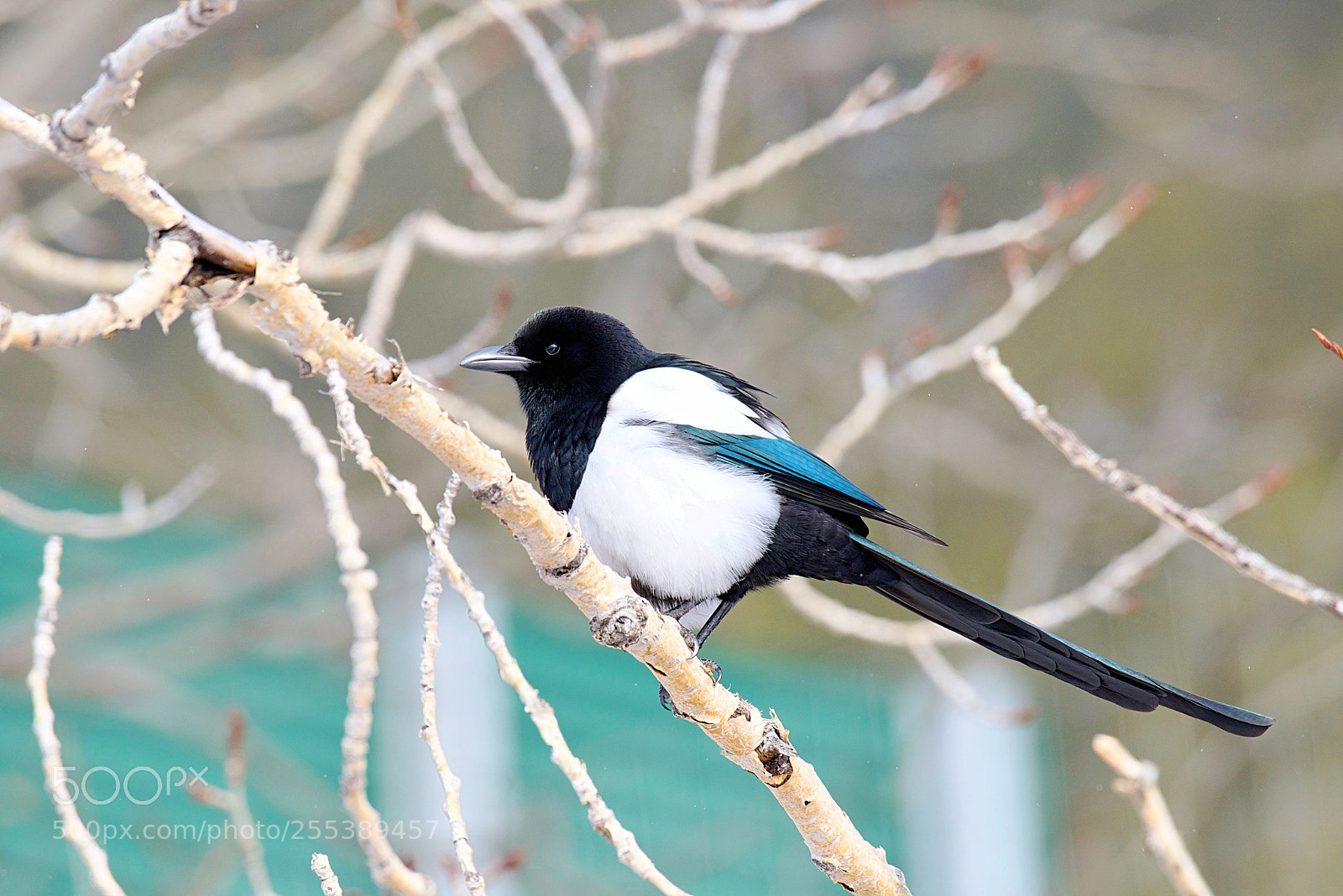 Nikon D800 sample photo. Black-billed magpie photography