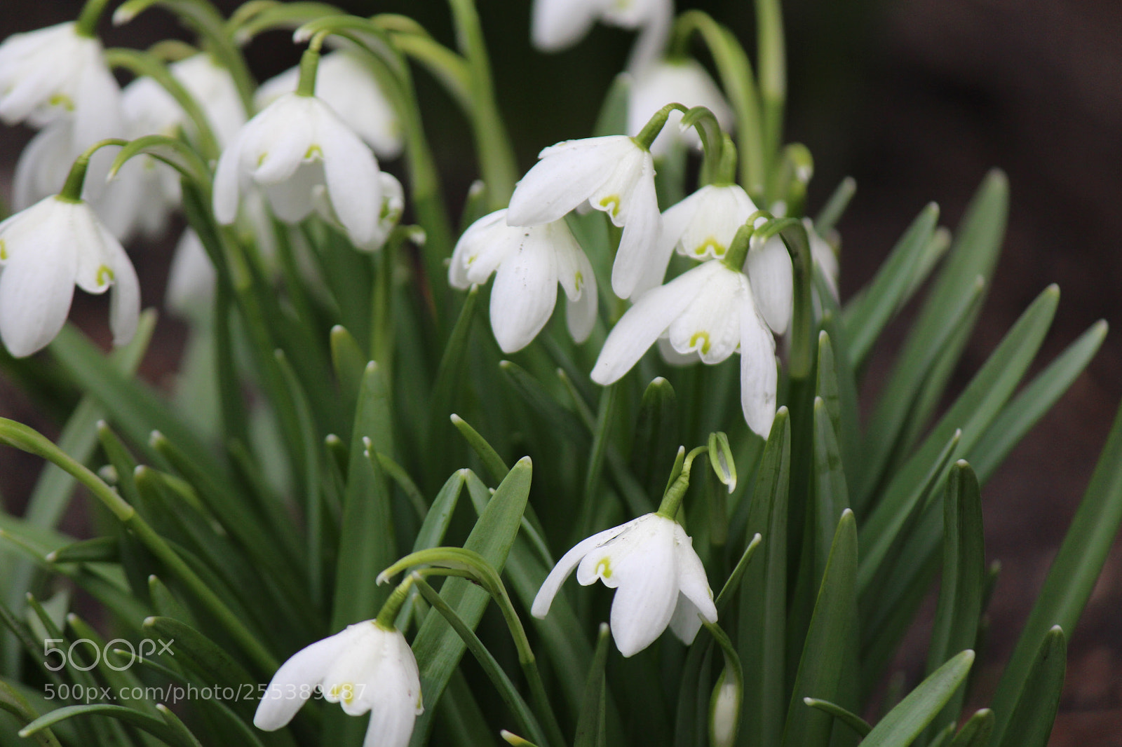 Canon EOS 650D (EOS Rebel T4i / EOS Kiss X6i) sample photo. Purity photography
