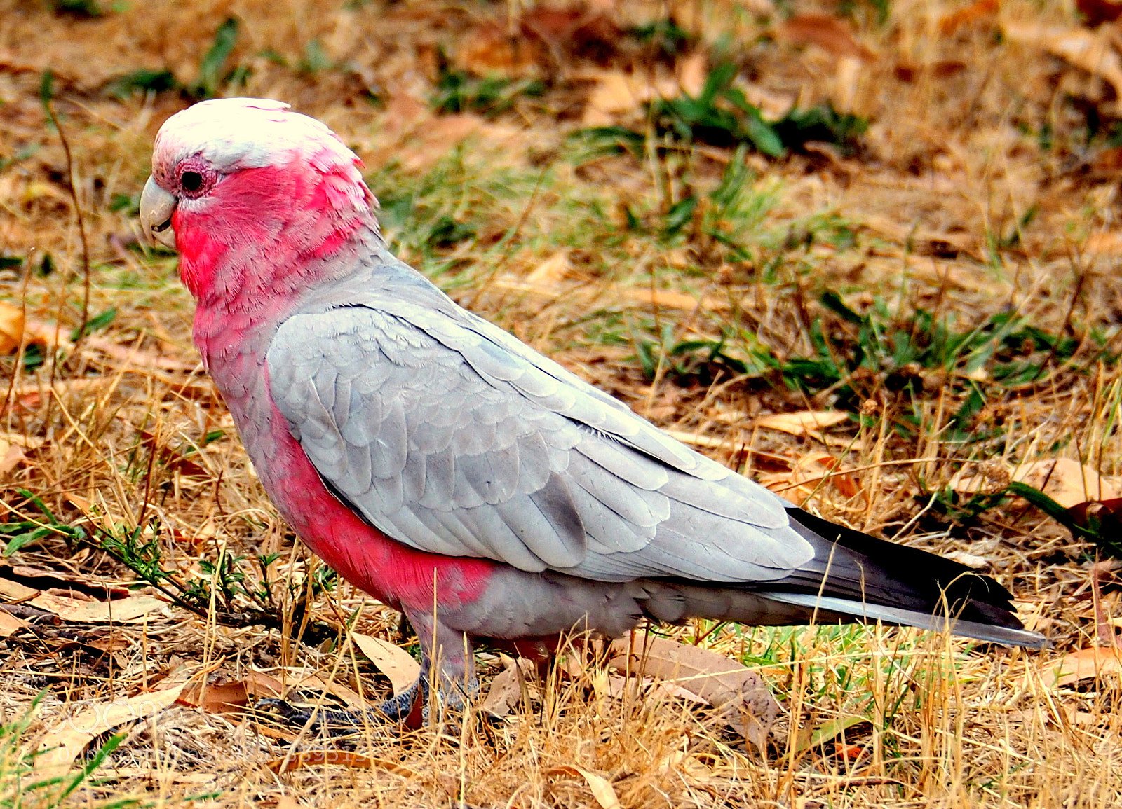 Olympus OM-D E-M5 II sample photo. Rose breasted cockatoo.. photography