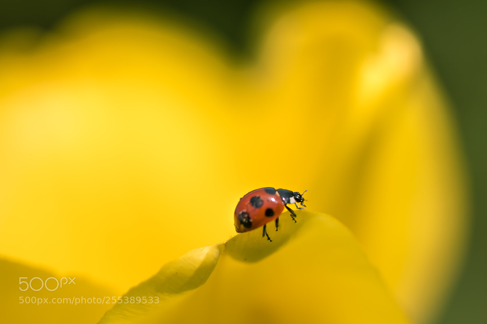 Canon EOS 5D Mark IV sample photo. Yellow photography