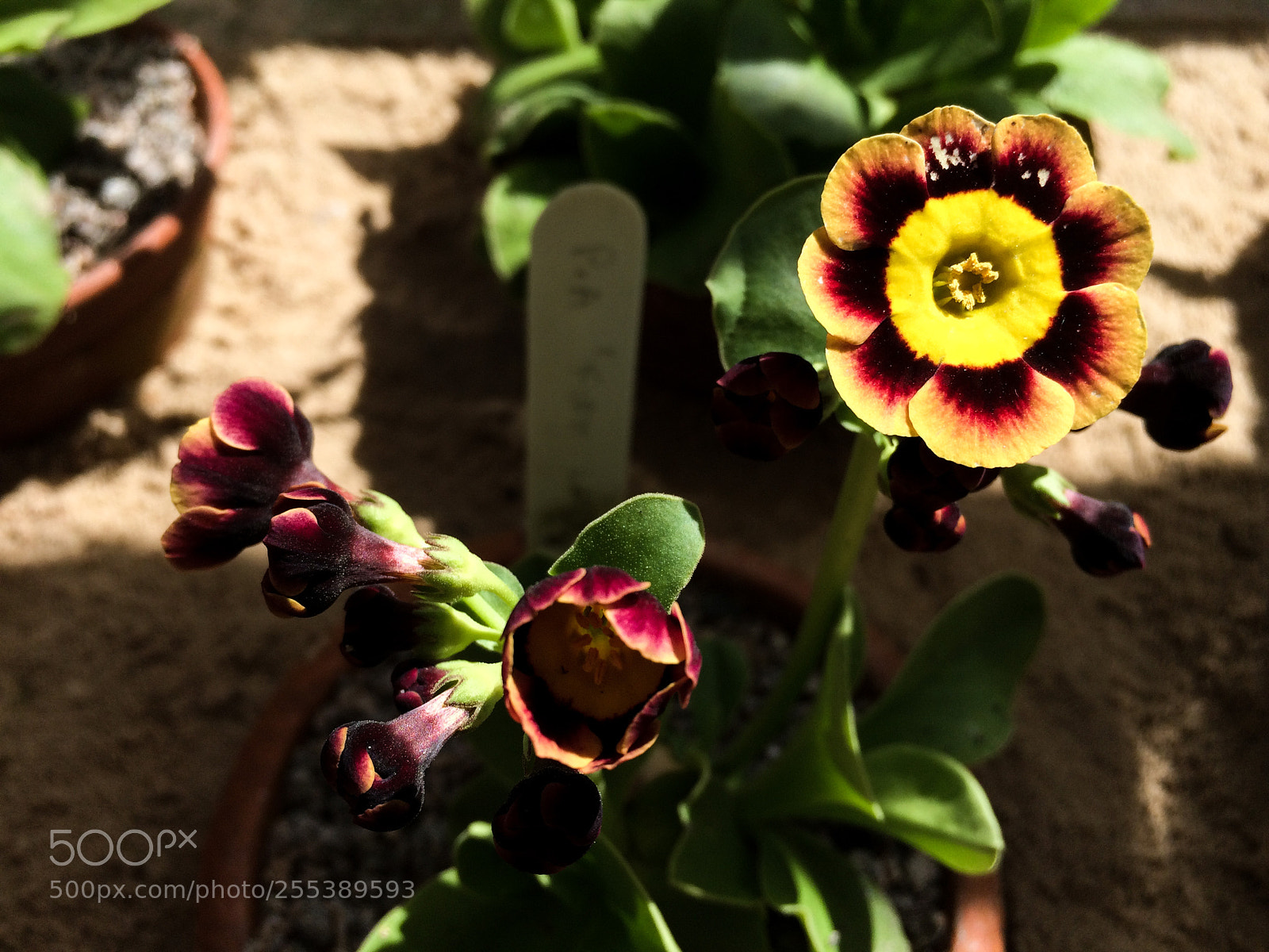 Apple iPhone 5s sample photo. Primula auricula photography