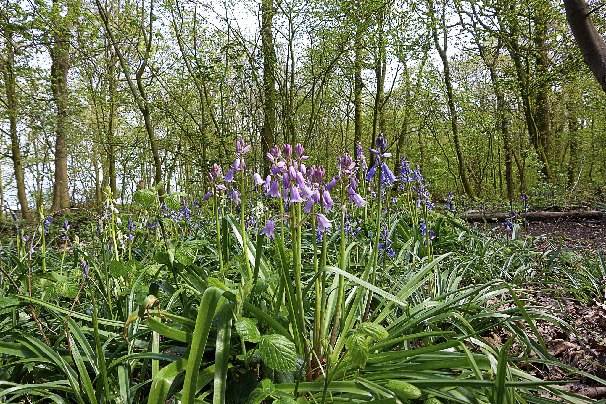 Nikon 1 J3 sample photo. Bluebell time photography