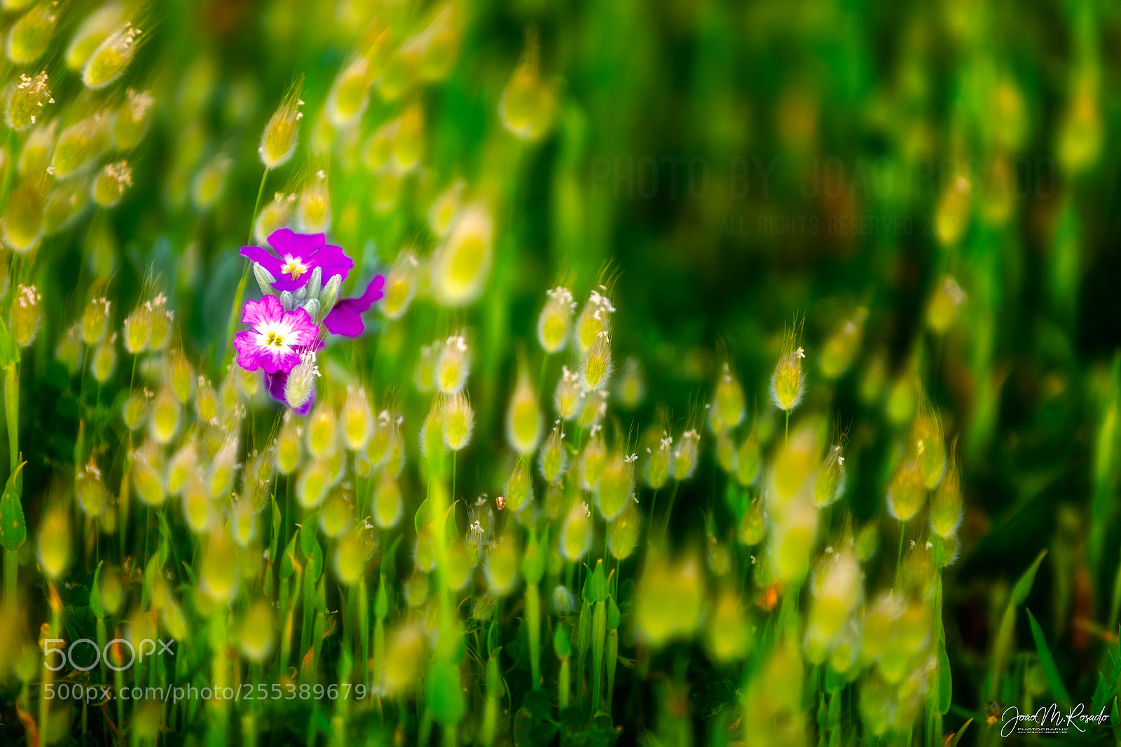 Canon EOS 5D Mark IV sample photo. Lonely photography