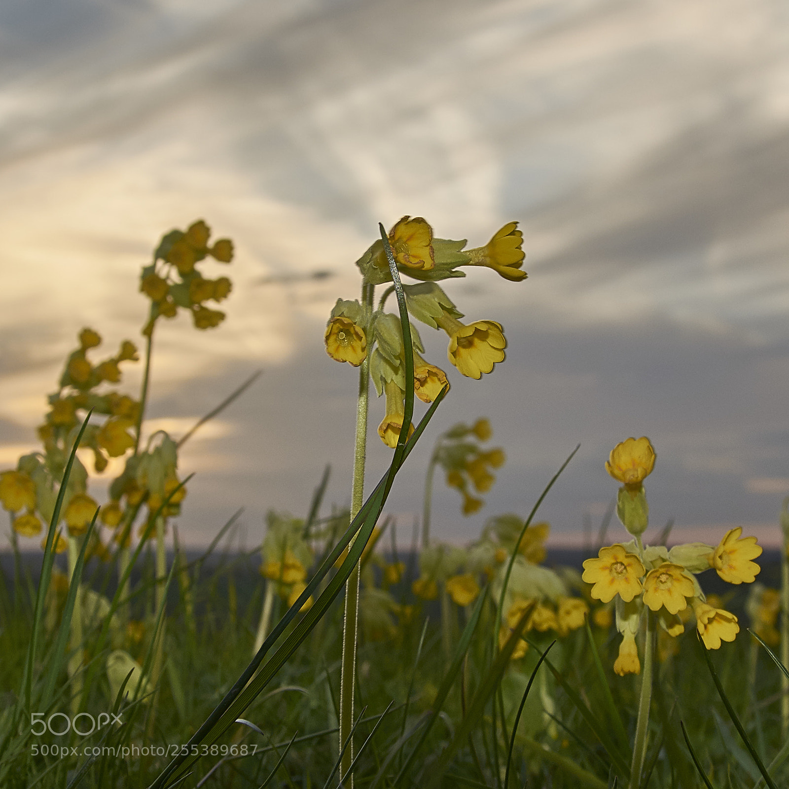 Nikon D7200 sample photo. Cowslips in the sunset photography